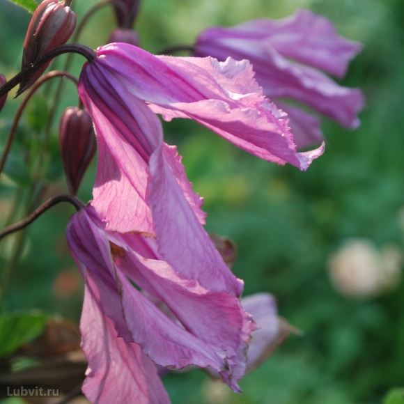 Клематис Аленушка (Alionushka) купить с доставкой Клематис Аленушка (Alionushka) купить с доставкой