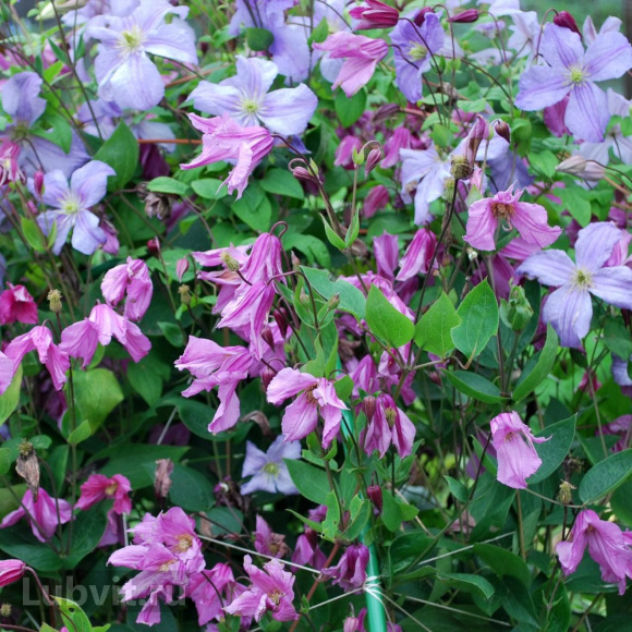 Клематис Аленушка (Alionushka) купить с доставкой Клематис Аленушка (Alionushka) купить с доставкой