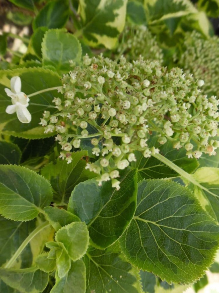 Гортензия Миранда (Miranda) черешковая купить с доставкой