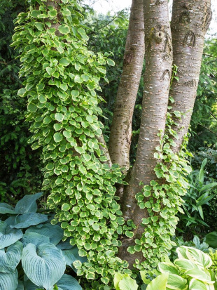 Гортензия Миранда (Miranda) черешковая