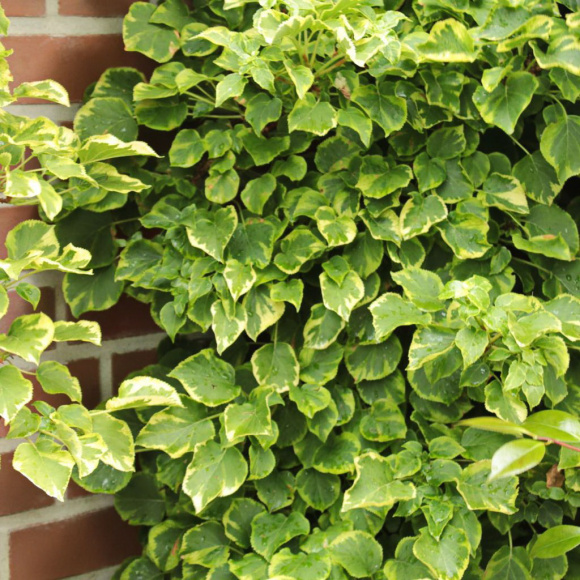 Гортензия Миранда (Miranda) черешковая купить с доставкой