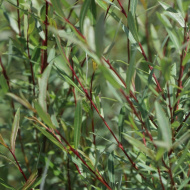 Ива Грацилис (Gracilis) Ива Грацилис (Gracilis)