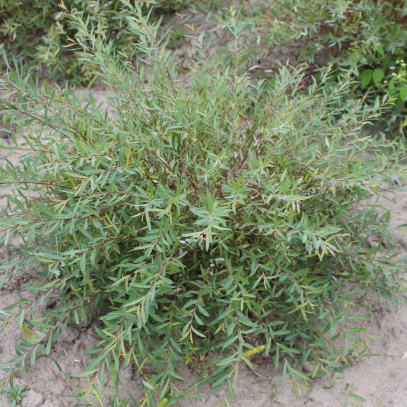 Ива Грацилис (Gracilis) купить с доставкой