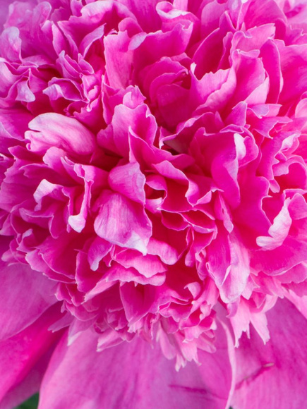 Пион Барбара (Barbara) купить с доставкой