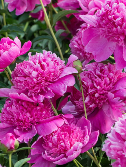 Пион Барбара (Barbara) купить с доставкой