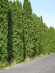 Туя западная Фастигиата (Fastigiata) купить с доставкой