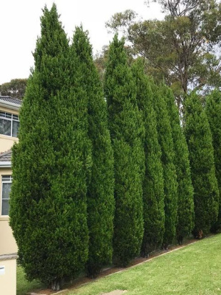 Туя западная Фастигиата (Fastigiata)