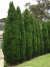 Туя западная Фастигиата (Fastigiata) купить с доставкой