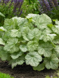 Гейхера Сильвер Доллар (Silver Dollar)