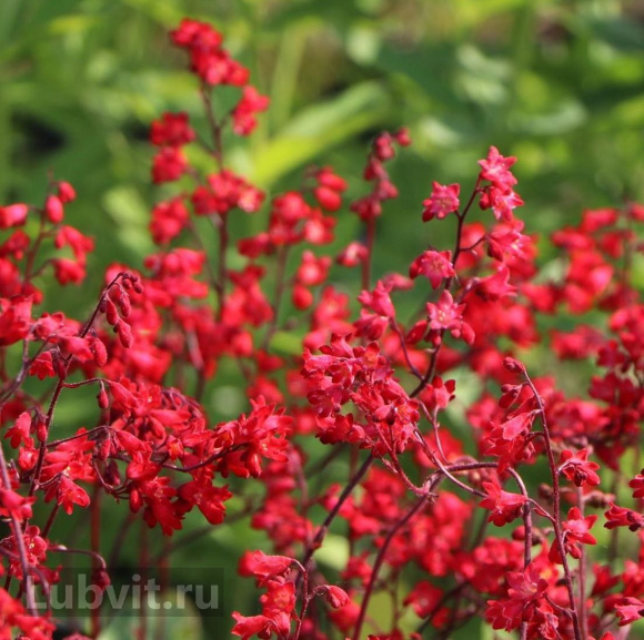 Гейхера Корал Форест (Coral Forest) купить с доставкой Гейхера Корал Форест (Coral Forest) купить с доставкой