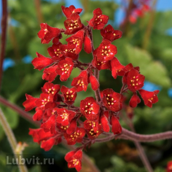 Гейхера Корал Форест (Coral Forest) купить с доставкой Гейхера Корал Форест (Coral Forest) купить с доставкой