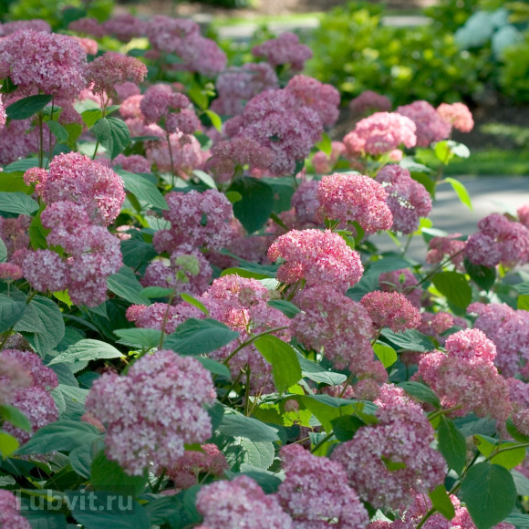 Гортензия Пинк Пинкушен (Pink Pincushion) древовидная купить с доставкой