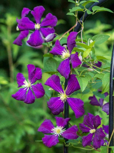 Клематис Этуаль Виолет (Etoile Violette) купить с доставкой