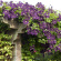 Клематис Этуаль Виолет (Etoile Violette) с доставкой