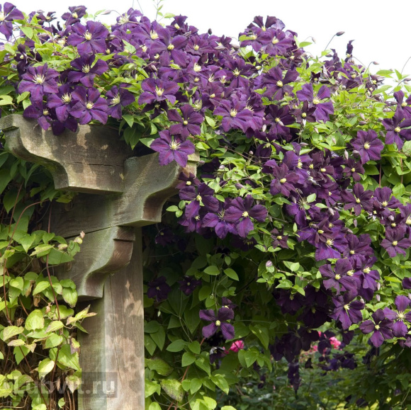 Клематис Этуаль Виолет (Etoile Violette) купить с доставкой Клематис Этуаль Виолет (Etoile Violette) купить с доставкой