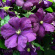 Клематис Этуаль Виолет (Etoile Violette) с доставкой