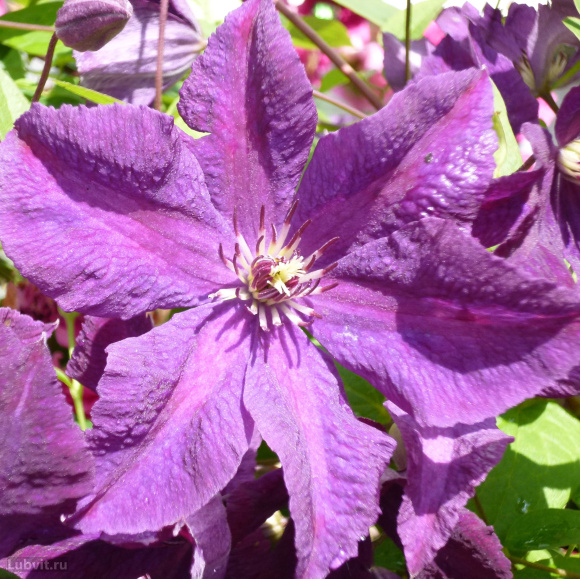 Клематис Этуаль Виолет (Etoile Violette) купить с доставкой Клематис Этуаль Виолет (Etoile Violette) купить с доставкой