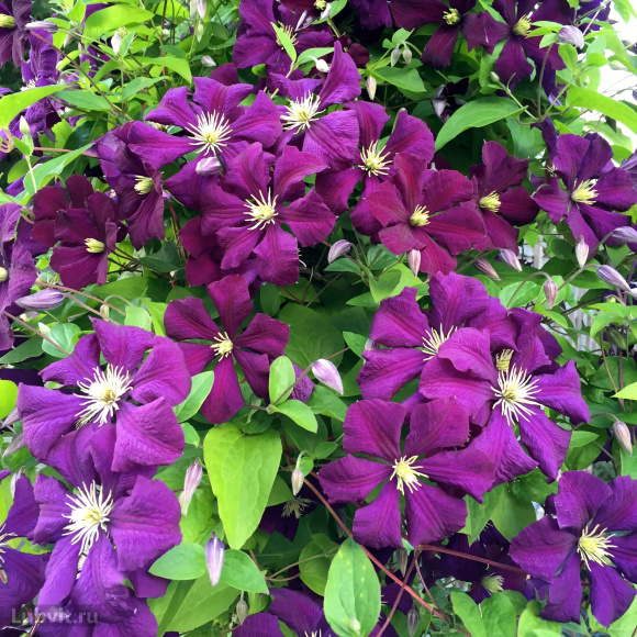 Клематис Этуаль Виолет (Etoile Violette) купить с доставкой Клематис Этуаль Виолет (Etoile Violette) купить с доставкой