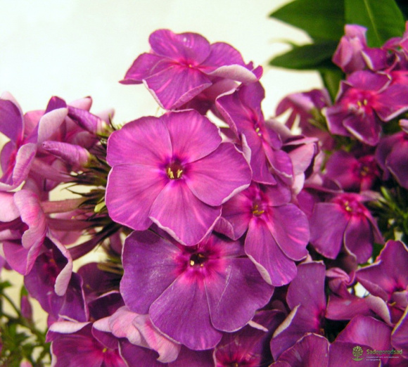 Флокс Травиата (Traviata) купить с доставкой