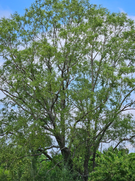 Ива вавилонская Криспа (Crispa) купить с доставкой