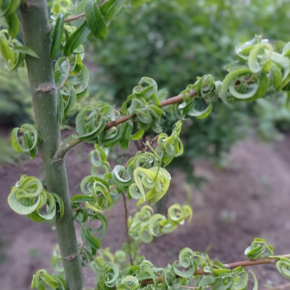 Ива вавилонская Криспа (Crispa) купить с доставкой Ива вавилонская Криспа (Crispa) купить с доставкой