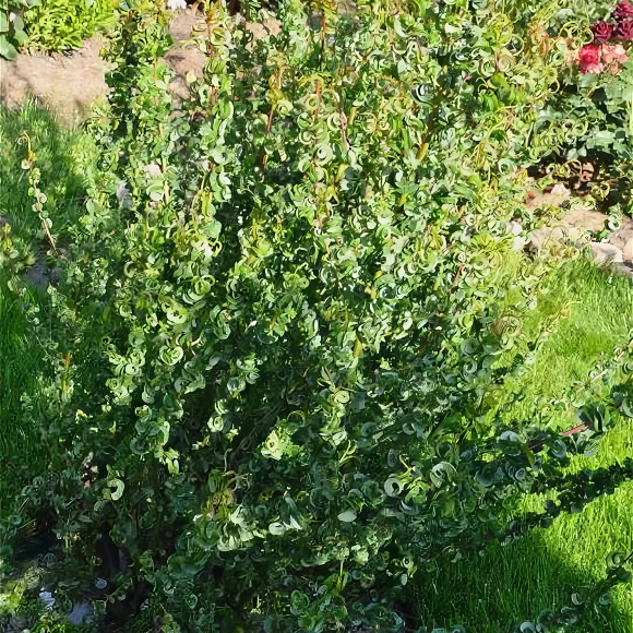 Ива вавилонская Криспа (Crispa) купить с доставкой Ива вавилонская Криспа (Crispa) купить с доставкой