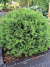 Туя шаровидная Даника (Danica) купить с доставкой