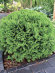 Туя шаровидная Даника (Danica) купить с доставкой