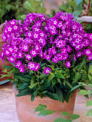 Флокс Успех