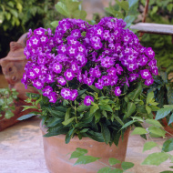 Флокс Успех Флокс Успех