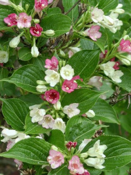 Вейгела Марджори (Marjorie)