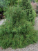 Туя западная Филиформис (Filiformis) купить с доставкой