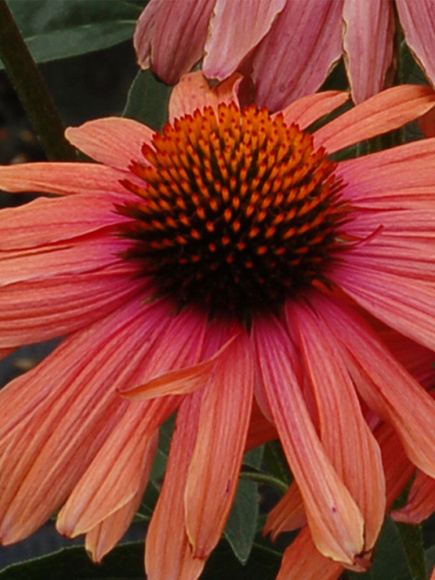 Эхинацея Мама Мия (Mama Mia) купить с доставкой