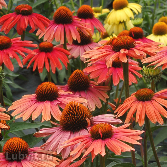 Эхинацея Мама Мия (Mama Mia) купить с доставкой Эхинацея Мама Мия (Mama Mia) купить с доставкой