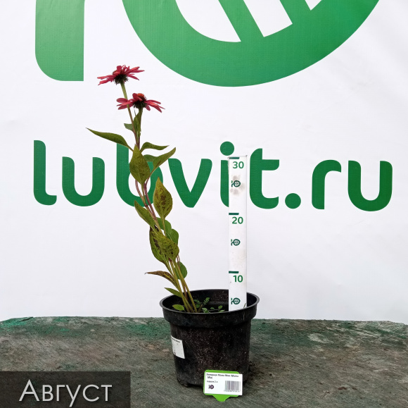 Эхинацея Мама Мия (Mama Mia) купить с доставкой Эхинацея Мама Мия (Mama Mia) купить с доставкой