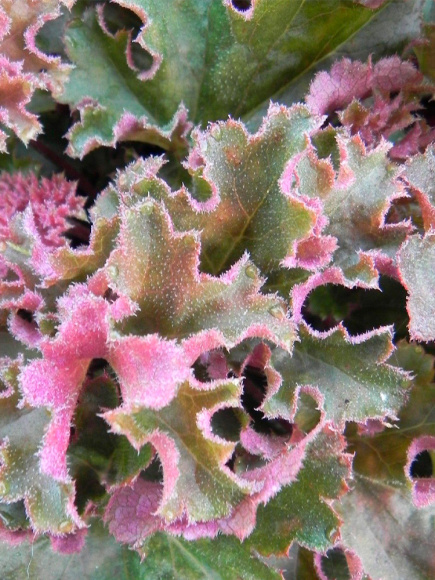 Гейхера Кримсон Керлз (Crimson Curls) купить с доставкой