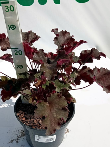 Гейхера Кримсон Керлз (Crimson Curls) купить с доставкой Гейхера Кримсон Керлз (Crimson Curls) купить с доставкой