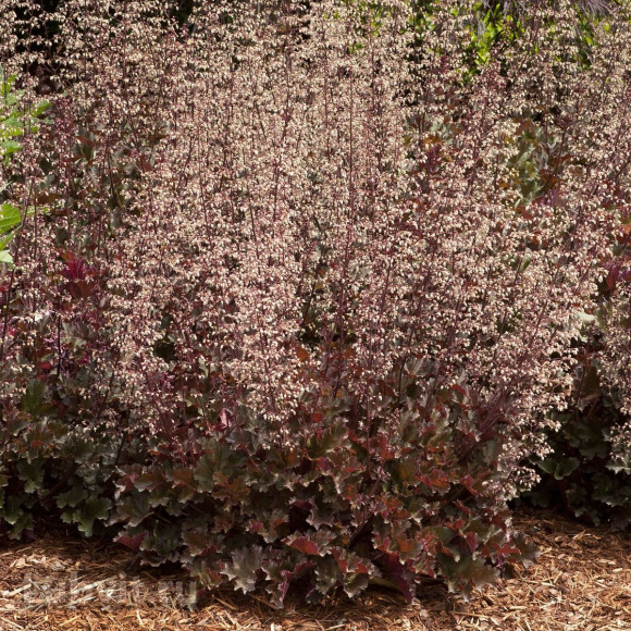 Гейхера Кримсон Керлз (Crimson Curls) купить с доставкой Гейхера Кримсон Керлз (Crimson Curls) купить с доставкой