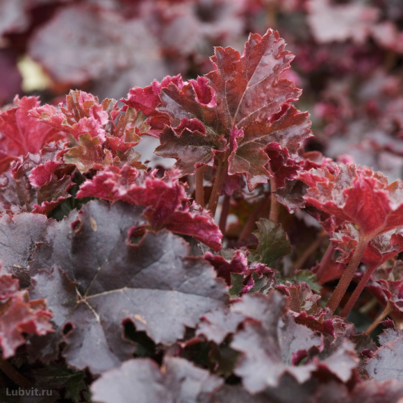 Гейхера Кримсон Керлз (Crimson Curls) купить с доставкой Гейхера Кримсон Керлз (Crimson Curls) купить с доставкой