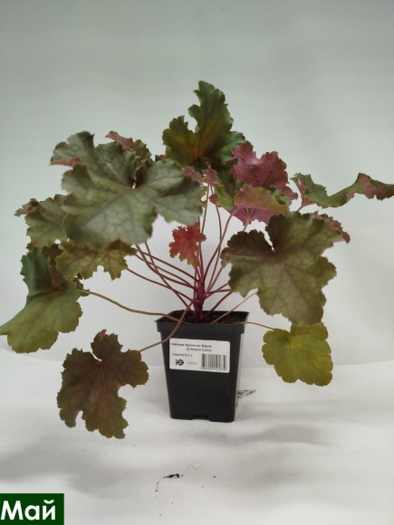 Гейхера Кримсон Керлз (Crimson Curls) купить с доставкой Гейхера Кримсон Керлз (Crimson Curls) купить с доставкой