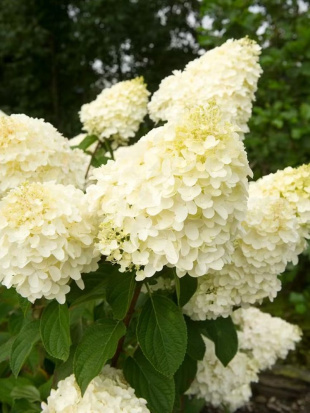 Гортензия Сильвер Доллар (Silver Dollar) метельчатая