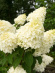 Гортензия Сильвер Доллар (Silver Dollar) метельчатая купить с доставкой