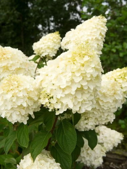 Гортензия Сильвер Доллар (Silver Dollar) метельчатая купить с доставкой