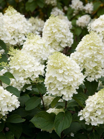 Гортензия Сильвер Доллар (Silver Dollar) метельчатая купить с доставкой