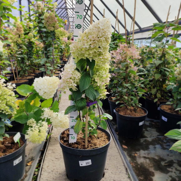 Гортензия Сильвер Доллар (Silver Dollar) метельчатая купить с доставкой Гортензия Сильвер Доллар (Silver Dollar) метельчатая купить с доставкой