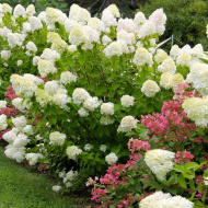 Гортензия Ассортимент Гортензия Ассортимент