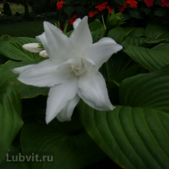 Хоста Афродита (Aphrodite) [M] купить с доставкой