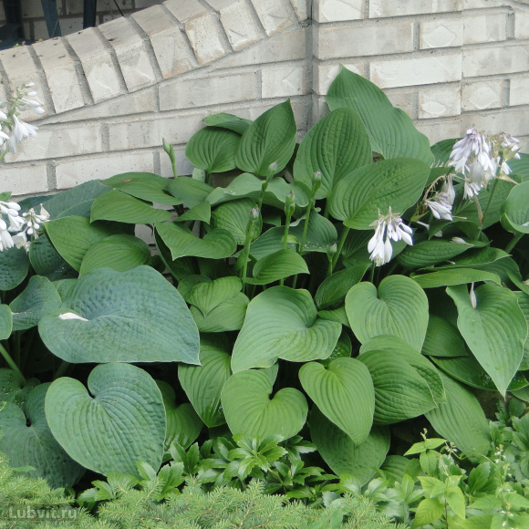 Хоста Афродита (Aphrodite) [M] купить с доставкой