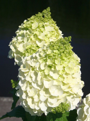 Гортензия Мэджикал Монблан (Magical Mont Blanc) метельчатая