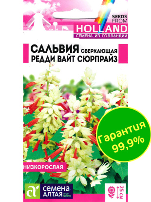 Сальвия Редди Вайт Сюрпрайз сверкающая [Семена алтая]